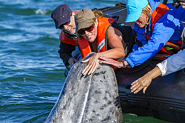 California gray whale, Eschrichtius robustus, calf with excited whale watchers in San Ignacio Lagoon, Mexico.
