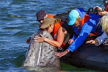 California gray whale, Eschrichtius robustus, calf with excited whale watchers in San Ignacio Lagoon, Mexico.