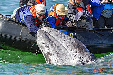 California gray whale, Eschrichtius robustus, calf with excited whale watchers in San Ignacio Lagoon, Mexico.