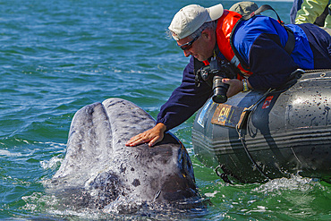 California gray whale, Eschrichtius robustus, calf with excited whale watchers in San Ignacio Lagoon, Mexico.