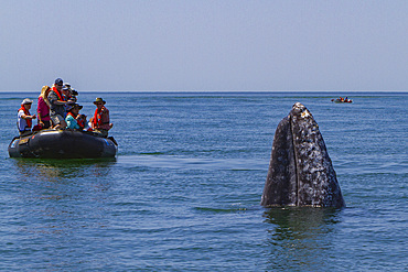 Adult California gray whale, Eschrichtius robustus, with excited whale watchers in San Ignacio Lagoon, Mexico.