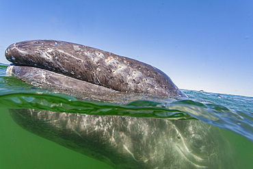 California gray whale, Eschrichtius robustus, calf half above and half below the water in San Ignacio Lagoon, Mexico.