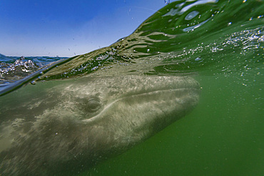 California gray whale, Eschrichtius robustus, calf half above and half below the water in San Ignacio Lagoon, Mexico.