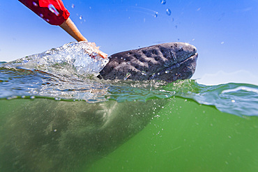 California gray whale, Eschrichtius robustus, calf half above and half below the water in San Ignacio Lagoon, Mexico.