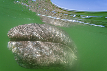 California gray whale, Eschrichtius robustus, calf underwater in San Ignacio Lagoon, Baja California Sur, Mexico.