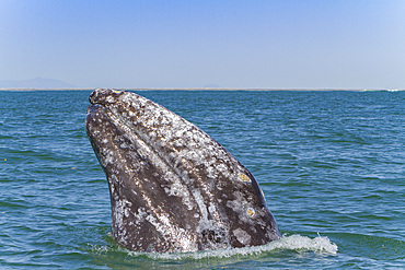 Adult California gray whale, Eschrichtius robustus, spy-hopping in San Ignacio Lagoon, Mexico.