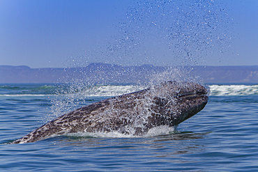 California gray whale, Eschrichtius robustus, calf breaching in San Ignacio Lagoon, Baja California Sur, Mexico.
