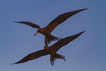 The magnificent frigatebird, Fregata magnificens, in flight near the town of San Carlos, Baja California Sur, Mexico.