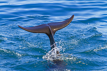 A pod of 40 to 50 short-finned pilot whales, Globicephala macrorhynchus, San Pedro Martir, Baja California, Mexico.