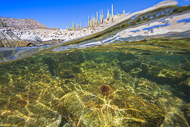Half above and half below the sea at Isla Santa Catalina in the Gulf of California, Baja California Sur, Mexico.