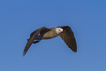 Heermann's gull, Larus heermanni, in flight near Isla Rasa in the middle Gulf of California, Mexico.