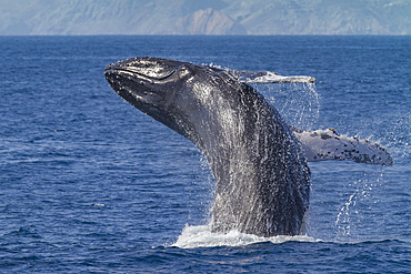 Adult humpback whale, Megaptera novaeangliae, breaching off Isla Magdalena, Baja California Sur, Mexico.