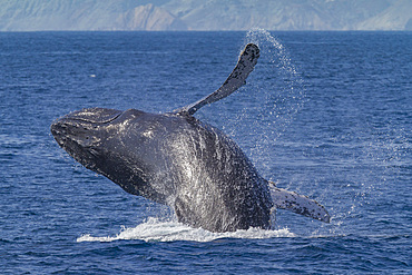 Adult humpback whale, Megaptera novaeangliae, breaching off Isla Magdalena, Baja California Sur, Mexico.