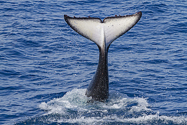 Adult killer whale, Orcinus orca, tail-slapping off Cabo Corso at 24° 37.9N 112° 13.1W Baja California Sur, Mexico.