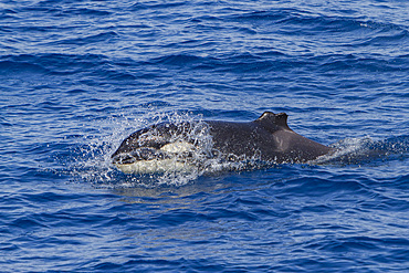 Juvenile killer whale, Orcinus orca, surfacing with a missing portion of its dorsal fin, Cabo Corso, Baja California Sur, Mexico.