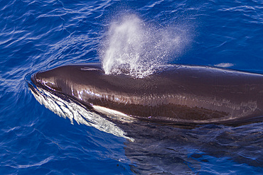 Adult killer whale, Orcinus orca, surfacing off Cabo Corso at 24° 37.9N 112° 13.1W, Baja California Sur, Mexico.