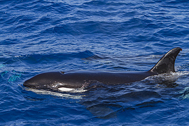 Adult killer whale, Orcinus orca, surfacing off Cabo Corso at 24° 37.9N 112° 13.1W, Baja California Sur, Mexico.