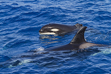 Juvenile killer whale, Orcinus orca, surfacing with a missing portion of its dorsal fin, Cabo Corso, Baja California Sur, Mexico.