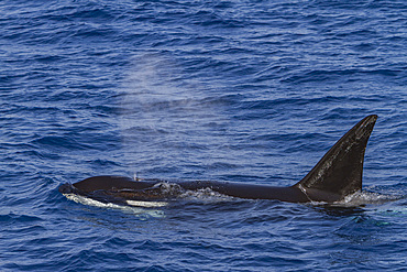 Adult killer whale, Orcinus orca, surfacing off Cabo Corso at 24° 37.9N 112° 13.1W, Baja California Sur, Mexico.