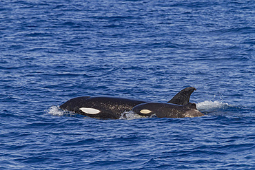 Juvenile killer whale, Orcinus orca, surfacing with a missing portion of its dorsal fin, Cabo Corso, Baja California Sur, Mexico.