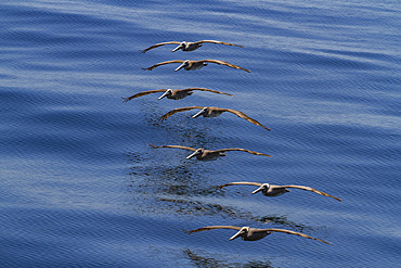 Adult brown pelicans, Pelecanus occidentalis, in formation in the Gulf of California, Baja California, Mexico.