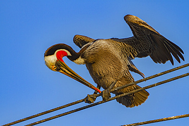 Adult brown pelican, Pelecanus occidentalis, in the fishing town of San Carlos on the Pacific side of Baja California, Mexico,.