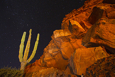 Cardon cactus, Pachycereus pringlei, being 'painted' with light at night at Punta Gato, Baja California Sur, Mexico.