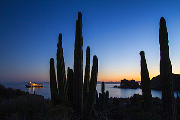 Cardon cactus, Pachycereus pringlei, being 'painted' with light at night on Isla Catalina, Baja California Sur, Mexico.