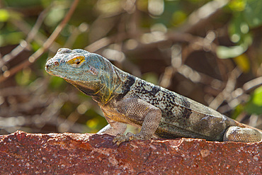 San Lucan banded rock lizard, Petrosaurus thalassinus, an endemic lizard found only in the cape region, Mexico.