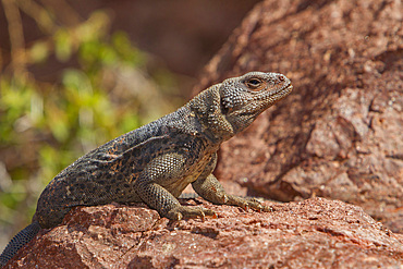An adult chuckwalla, Sauromalus obesus, australis, an iguana found in the southern Gulf of California, Mexico.