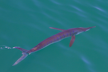 An adult striped marlin, Tetrapturus audax, swimming on the surface in the midriff region of the Gulf of California, Mexico.