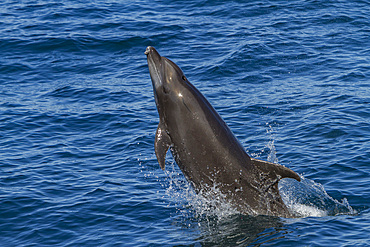 Offshore type bottlenose dolphin, Tursiops truncatus, leaping in the midriff region of the Gulf of California, Mexico.