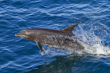 Offshore type bottlenose dolphin, Tursiops truncatus, leaping in the midriff region of the Gulf of California, Mexico.