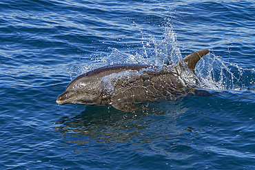 Offshore type bottlenose dolphin, Tursiops truncatus, surfacing in the midriff region of the Gulf of California, Mexico.