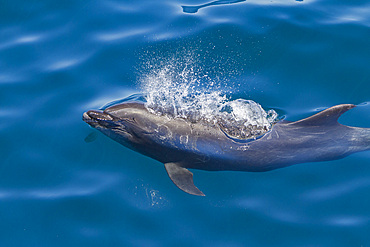 Offshore type bottlenose dolphin, Tursiops truncatus, surfacing in the midriff region of the Gulf of California, Mexico.