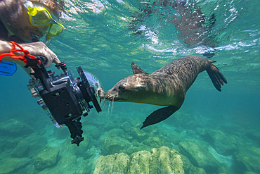 California sea lions, Zalophus californianus, with photographer underwater at Los Islotes, Baja California Sur, Mexico.