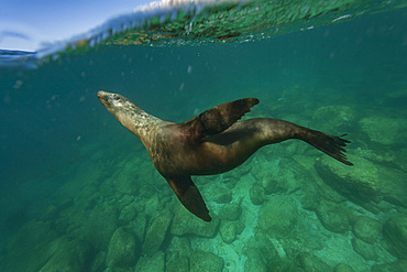 California sea lion, Zalophus californianus, playing underwater at Los Islotes, Baja California Sur, Mexico.