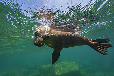 California sea lion, Zalophus californianus, playing underwater at Los Islotes, Baja California Sur, Mexico.