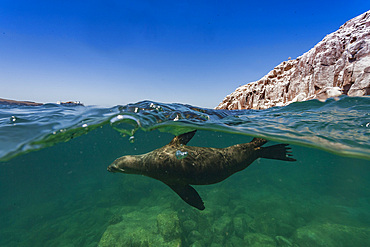 California sea lion, Zalophus californianus, half above and half below the sea at Los Islotes, Baja California Sur, Mexico.