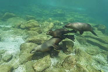 California sea lions, Zalophus californianus, playing underwater at Los Islotes, Baja California Sur, Mexico.