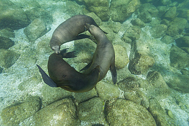 California sea lions, Zalophus californianus, playing underwater at Los Islotes, Baja California Sur, Mexico.
