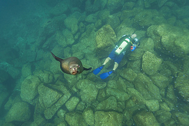 California sea lion, Zalophus californianus, playing underwater at Los Islotes, Baja California Sur, Mexico.