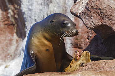 California sea lions, Zalophus californianus, at mating rookery on Los Islotes, Baja California Sur, Mexico.