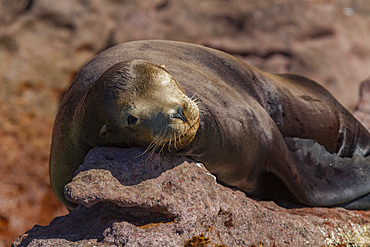 California sea lion, Zalophus californianus, at mating rookery on Los Islotes, Baja California Sur, Mexico.