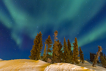 Aurora Borealis, or Northern Lights, over the boreal forest on the Great Slave Lake, Northwest Territories, Canada.