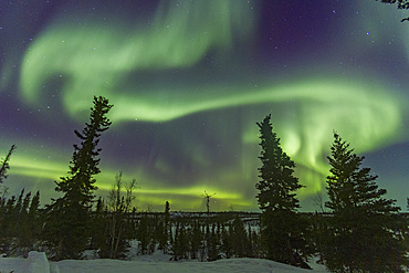 Aurora Borealis, or Northern Lights, over the boreal forest on the Great Slave Lake, Northwest Territories, Canada.