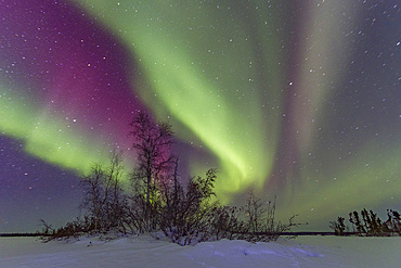 Aurora Borealis, or Northern Lights, over the boreal forest on the Great Slave Lake, Northwest Territories, Canada.