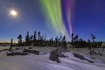 Aurora Borealis, or Northern Lights, over the boreal forest on the Great Slave Lake, Northwest Territories, Canada.