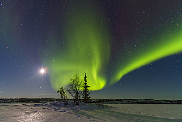 Aurora Borealis, or Northern Lights, over the boreal forest on the Great Slave Lake, Northwest Territories, Canada.