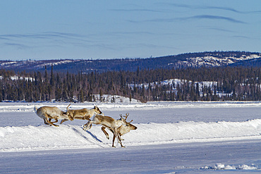 A small group of caribou, Rangifer tarandus, migrating north to feeding grounds, Great Slave Lake, Northwest Territories, Canada.